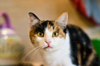 Pozvánka na montážne výstavu opustených mačiek 16. 4. 2016 v Brne