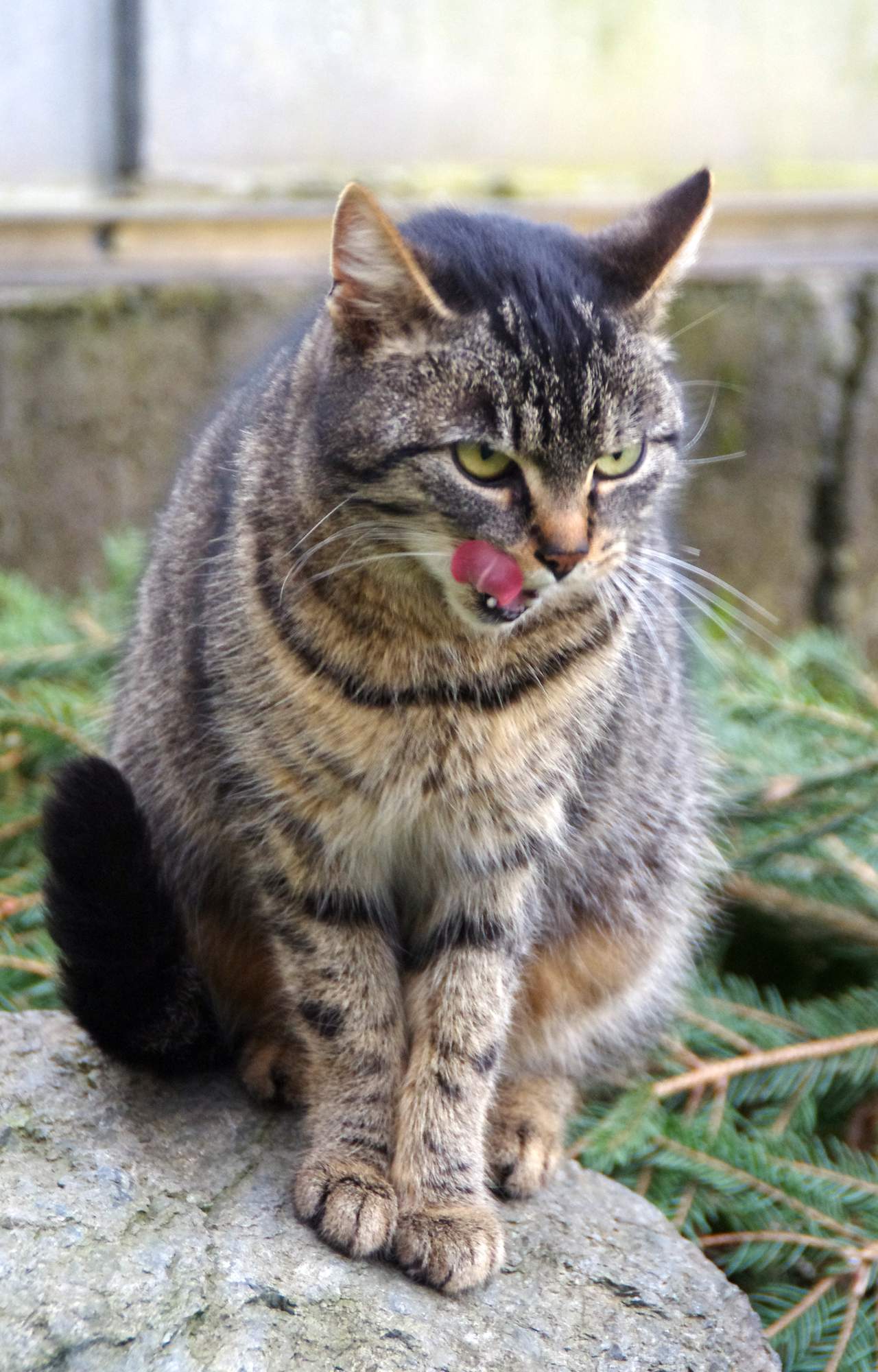 V apríli môžete zájsť na kávu a zároveň podporiť zvieratá v útulkoch
