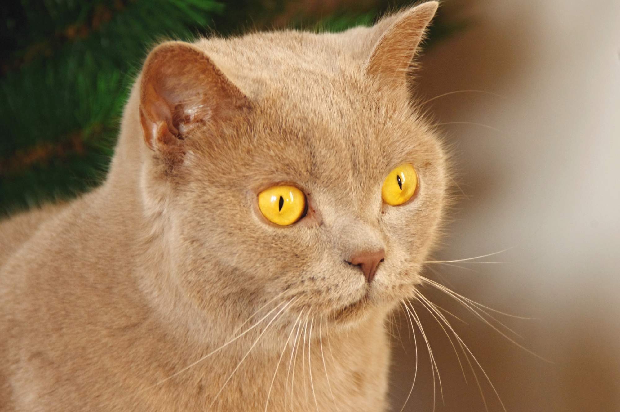 Vyhrajte krmivo pre vašu mačku!