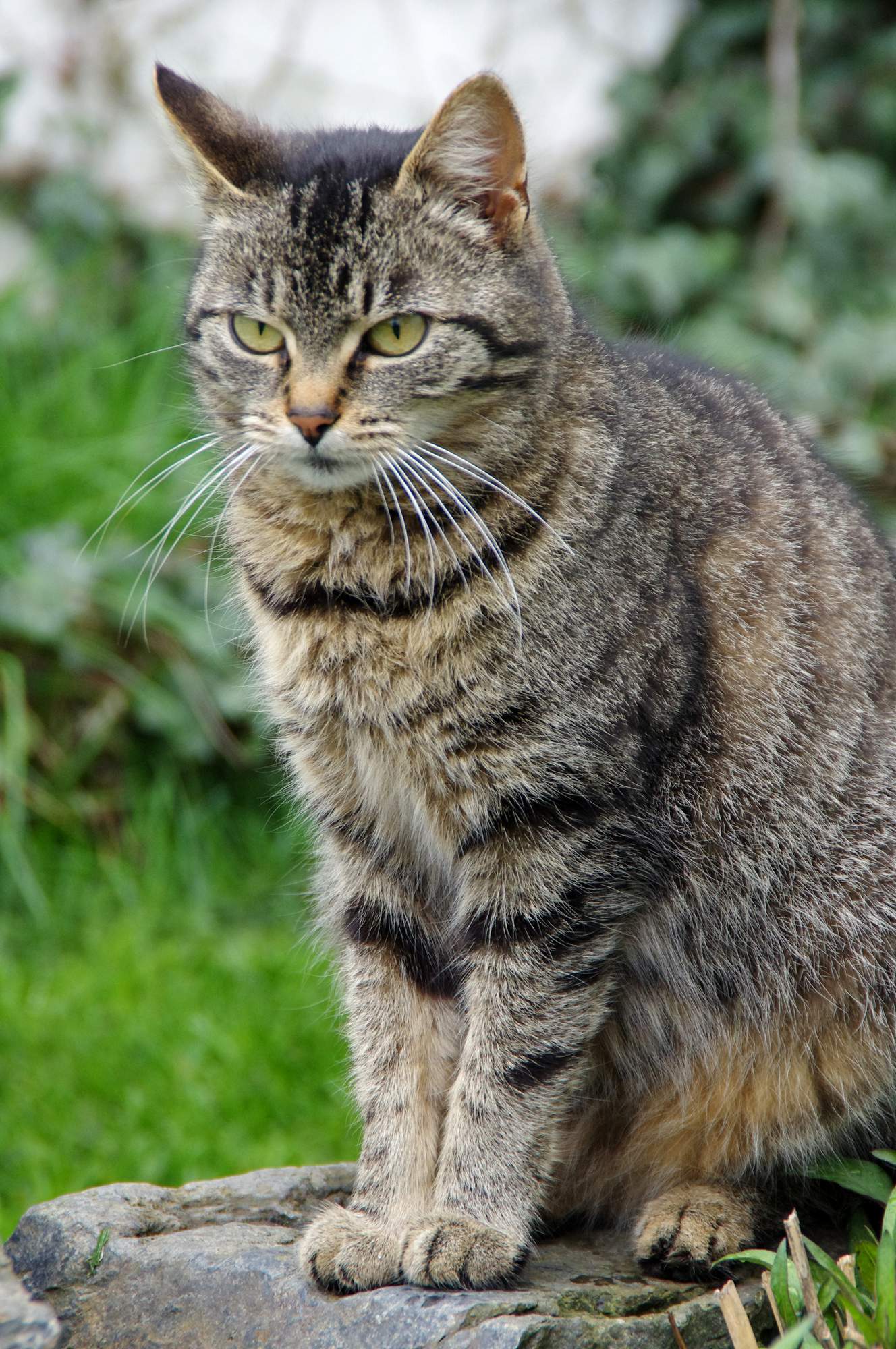 Štartuje ďalšie Mačacie želania