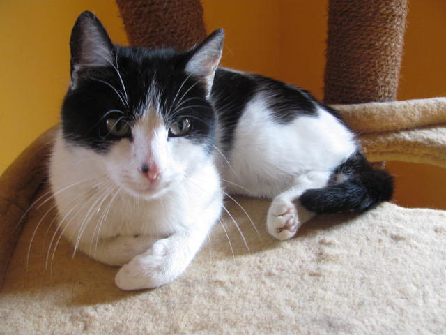 3. MÁJOVKA - výstava mačiek bez domova