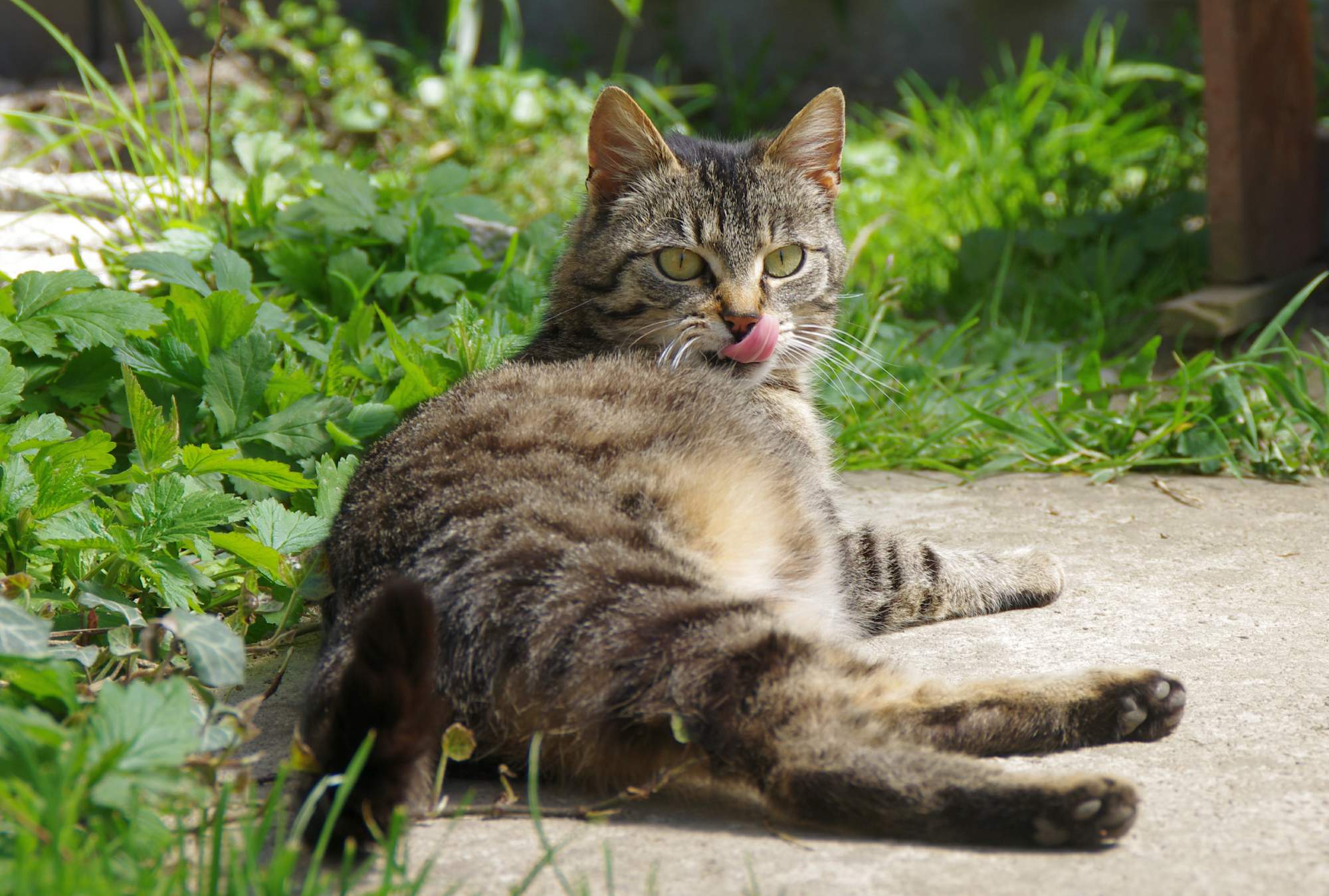 Nefunkčné obojky proti blchám a kliešťom možno reklamovať