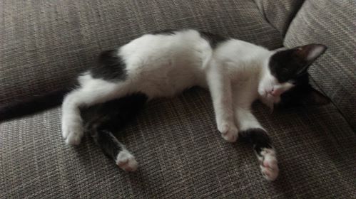 Hľadáte najbližší veterinu? S novu aplikácií je to otázka niekoľkých sekúnd