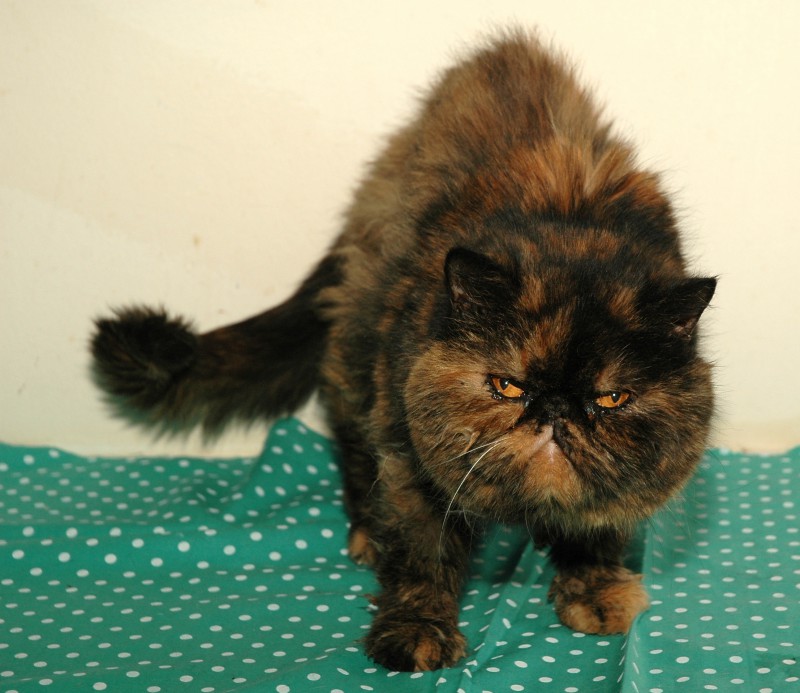 Mačky v útulkoch si rozdelia skoro 1 200 000 korún z Mačacieho želanie