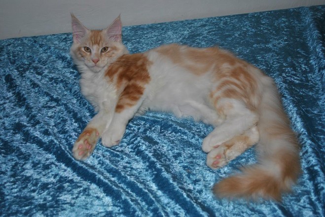 Pozvánka: Medzinárodná výstava mačiek 25.-26. júna 2016