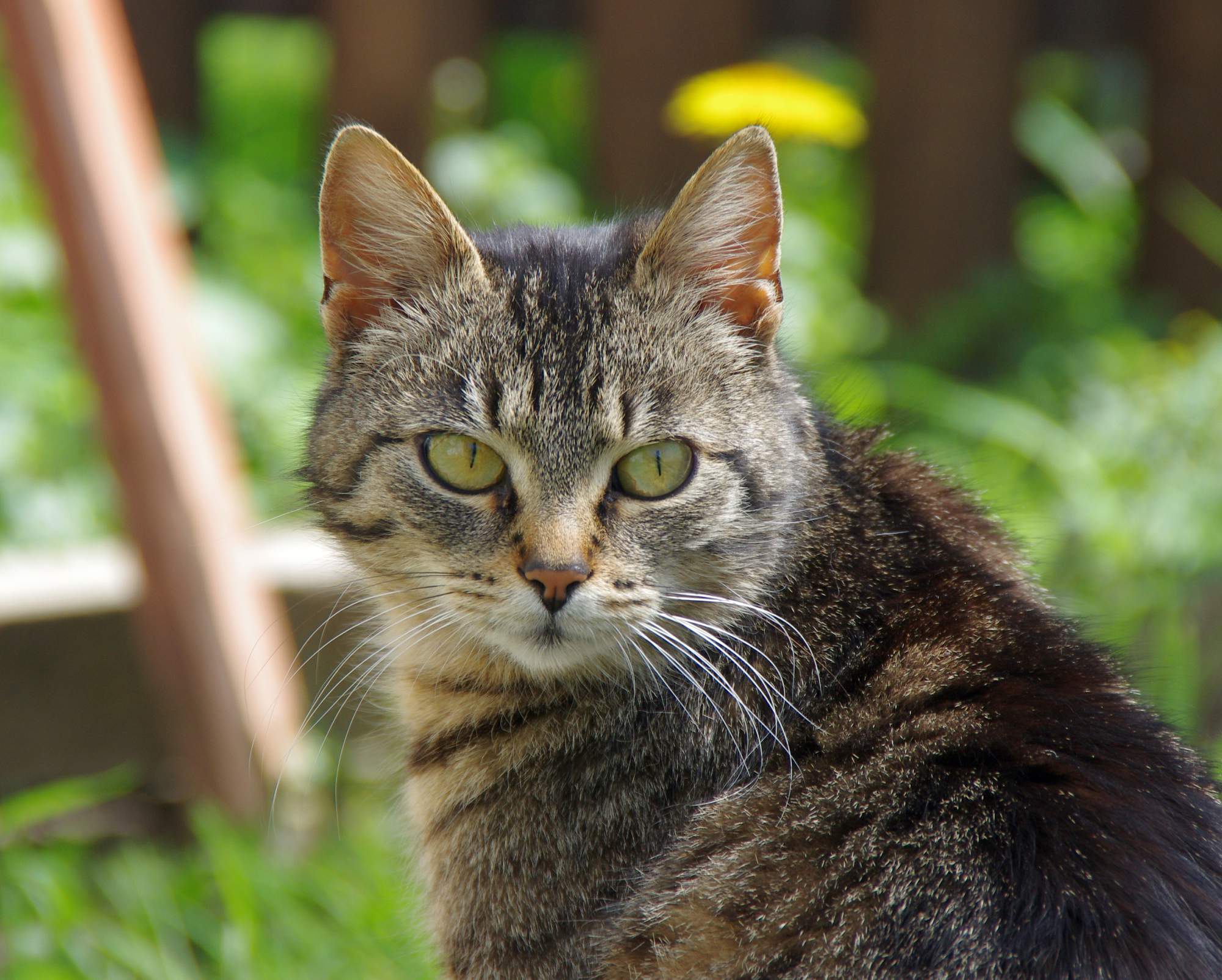 Prehriatie - úpal, úpal