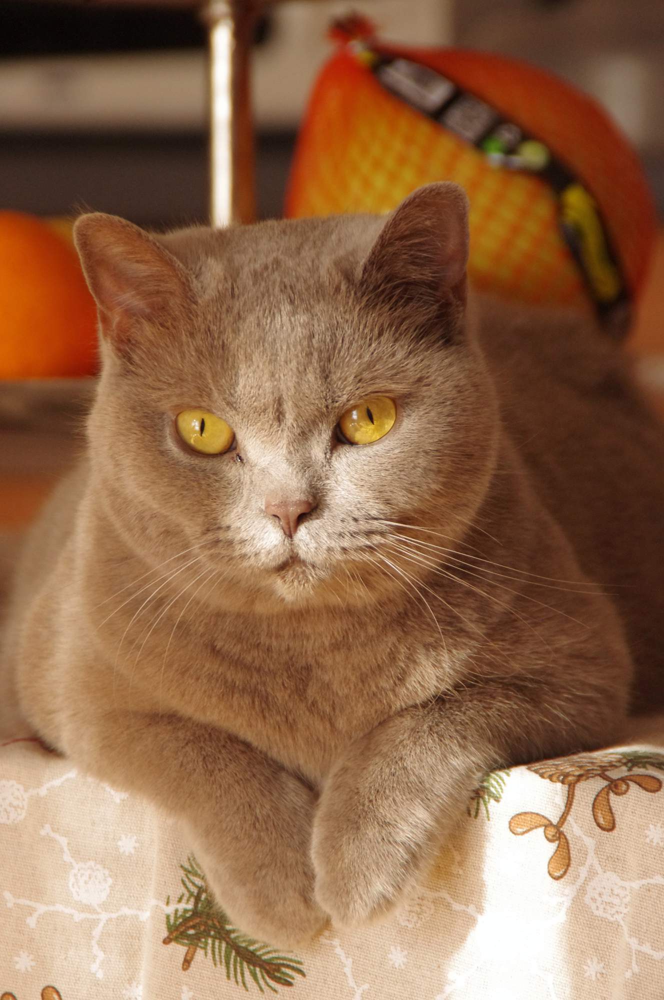 Chovateľská stanica