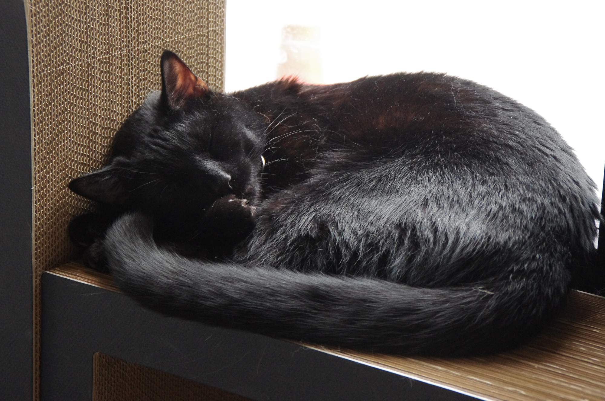 7 tipov pre prázdninové cestovanie s domácim miláčikom