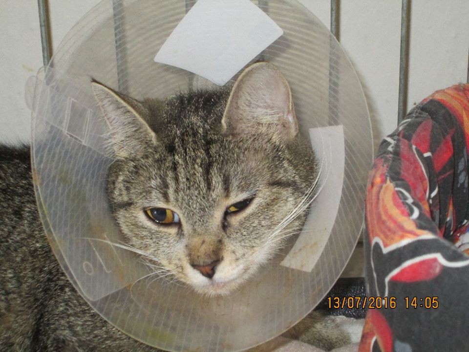 Prosba o finančnú pomoc - 34 zúbožených mačiek z Prúhonic