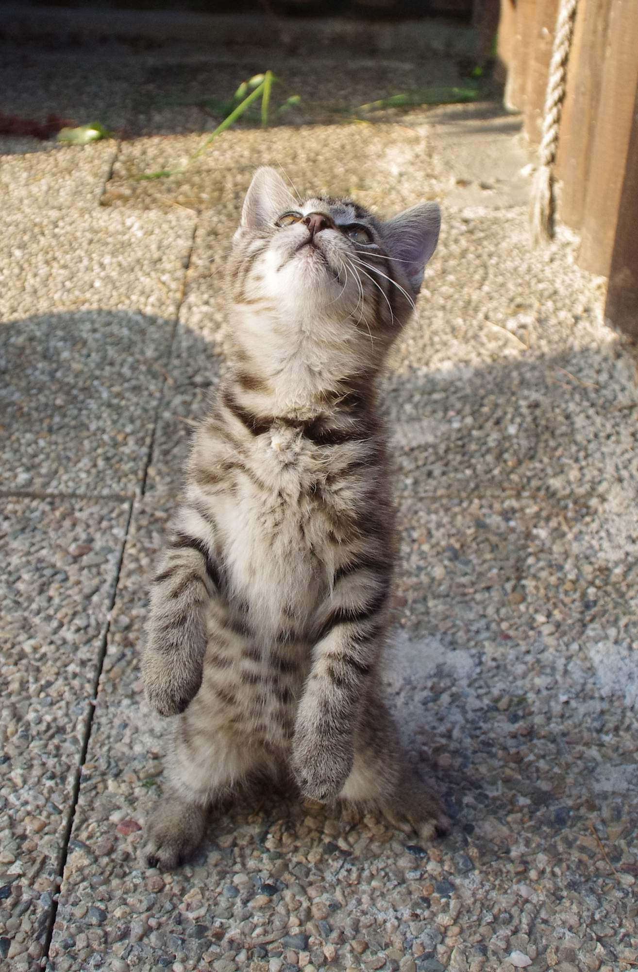 Výcvik pomocou klikru