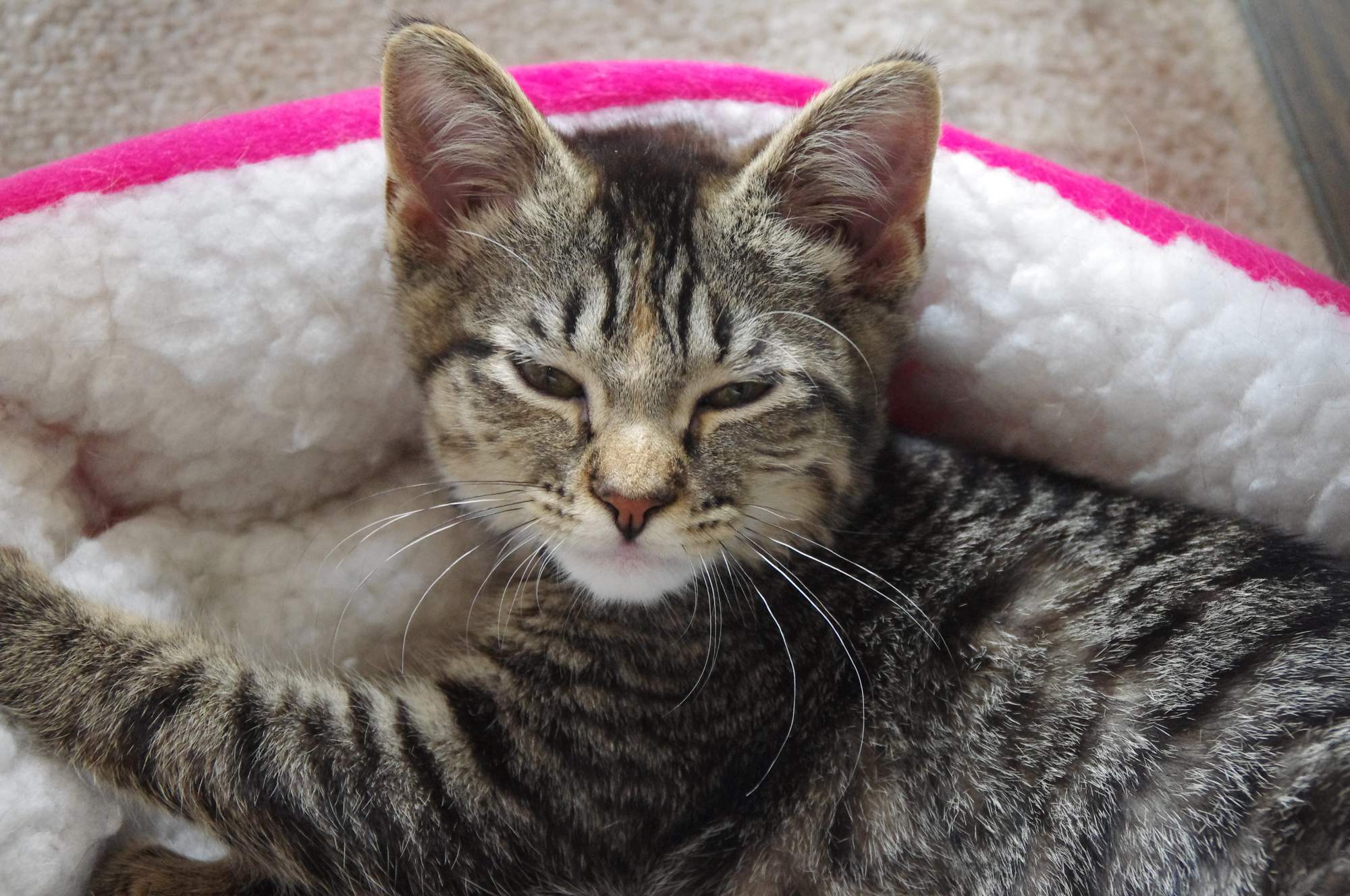 SVS začína zverejňovať na svojich stránkach výsledky kontrol v útulkoch