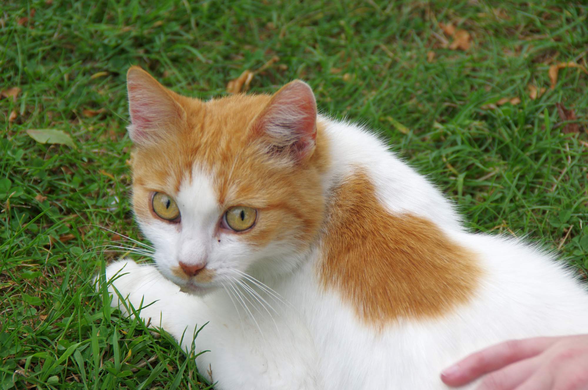 Ako pochovávame domácich miláčikov?