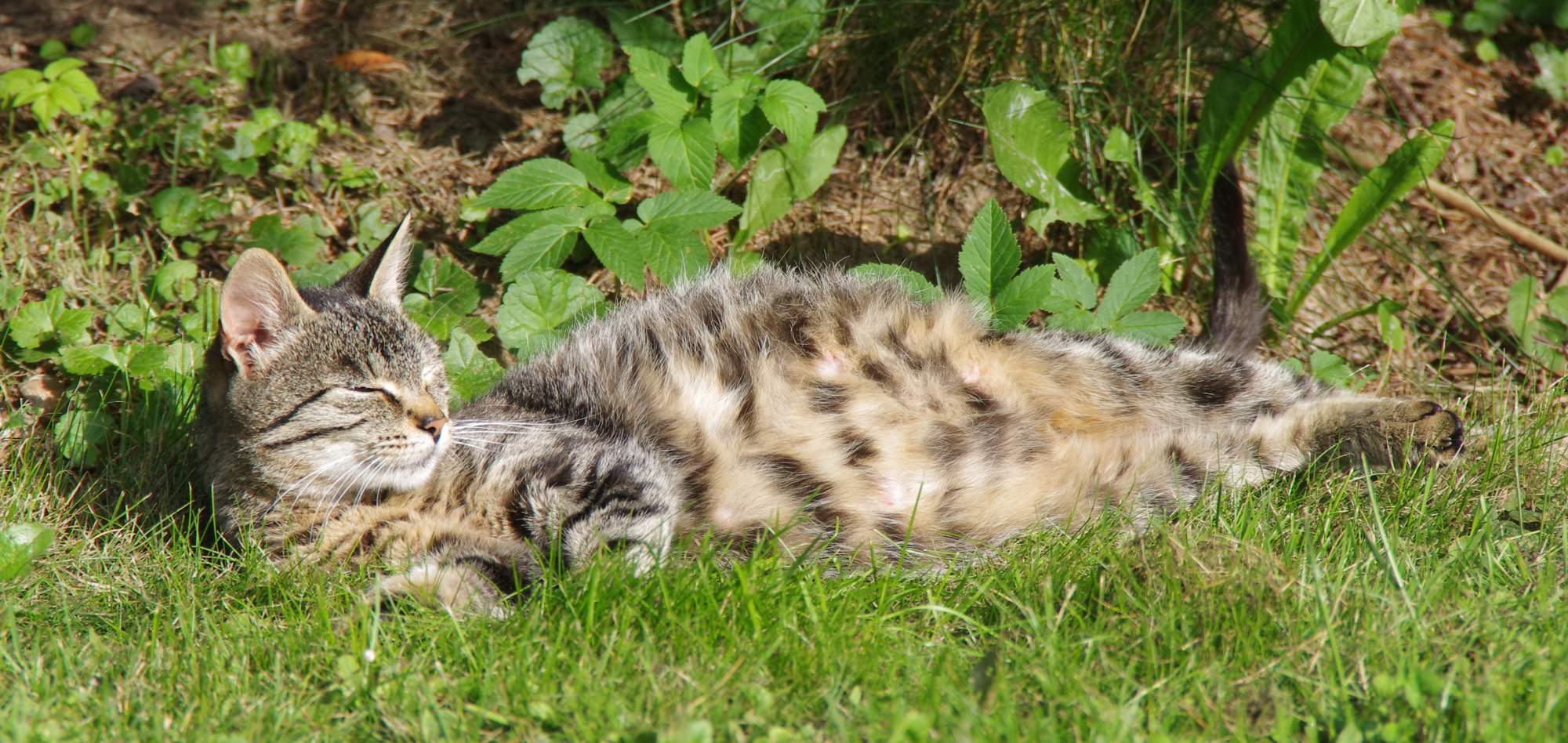 Nádej pre opustené zvieratá