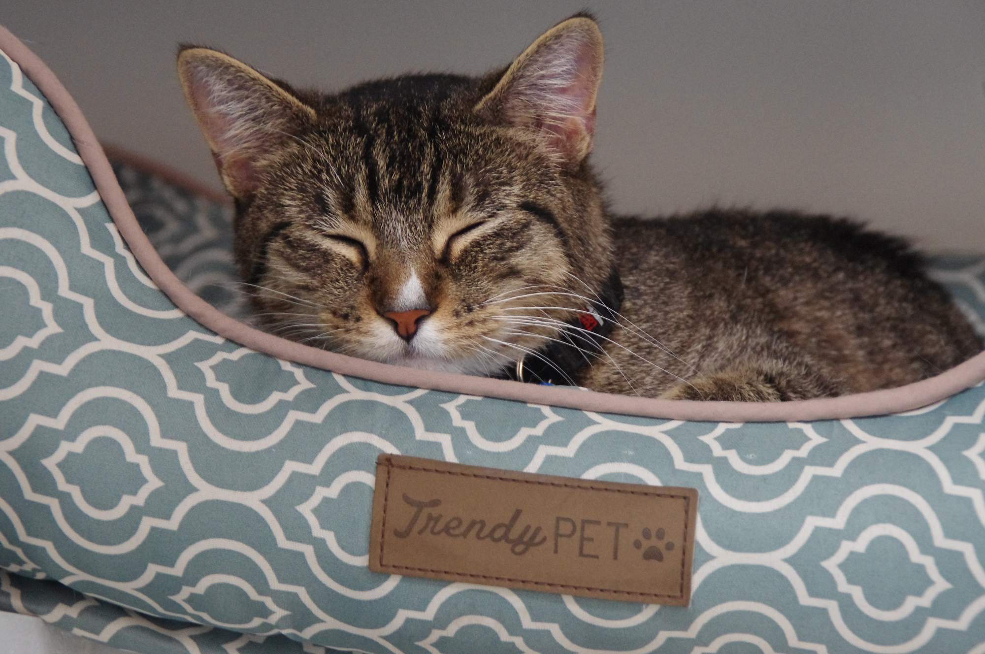 Pozvánka: 11. ročník umiestňovacej výstavy Sen zvierat