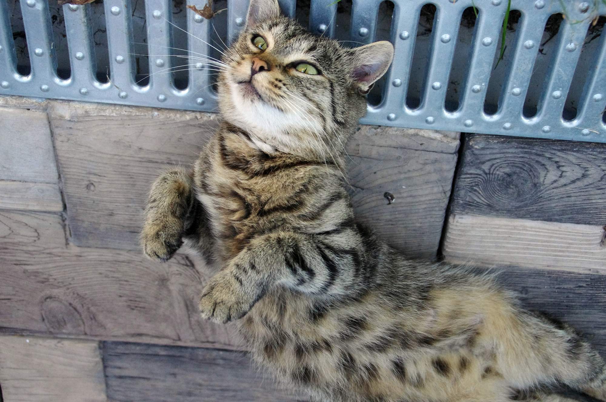 Pozvánka: FESTIVAL ZVIERAT v dňoch 1. - 2. 10. 2016