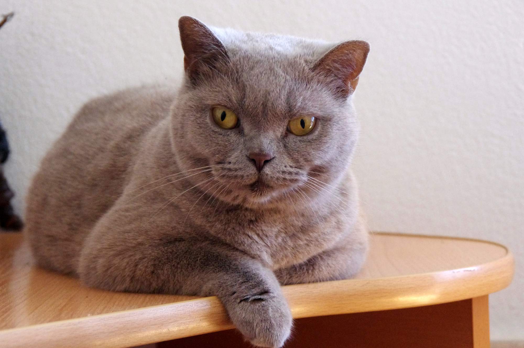 Ušľachtilé mačky fascinujú po stáročia