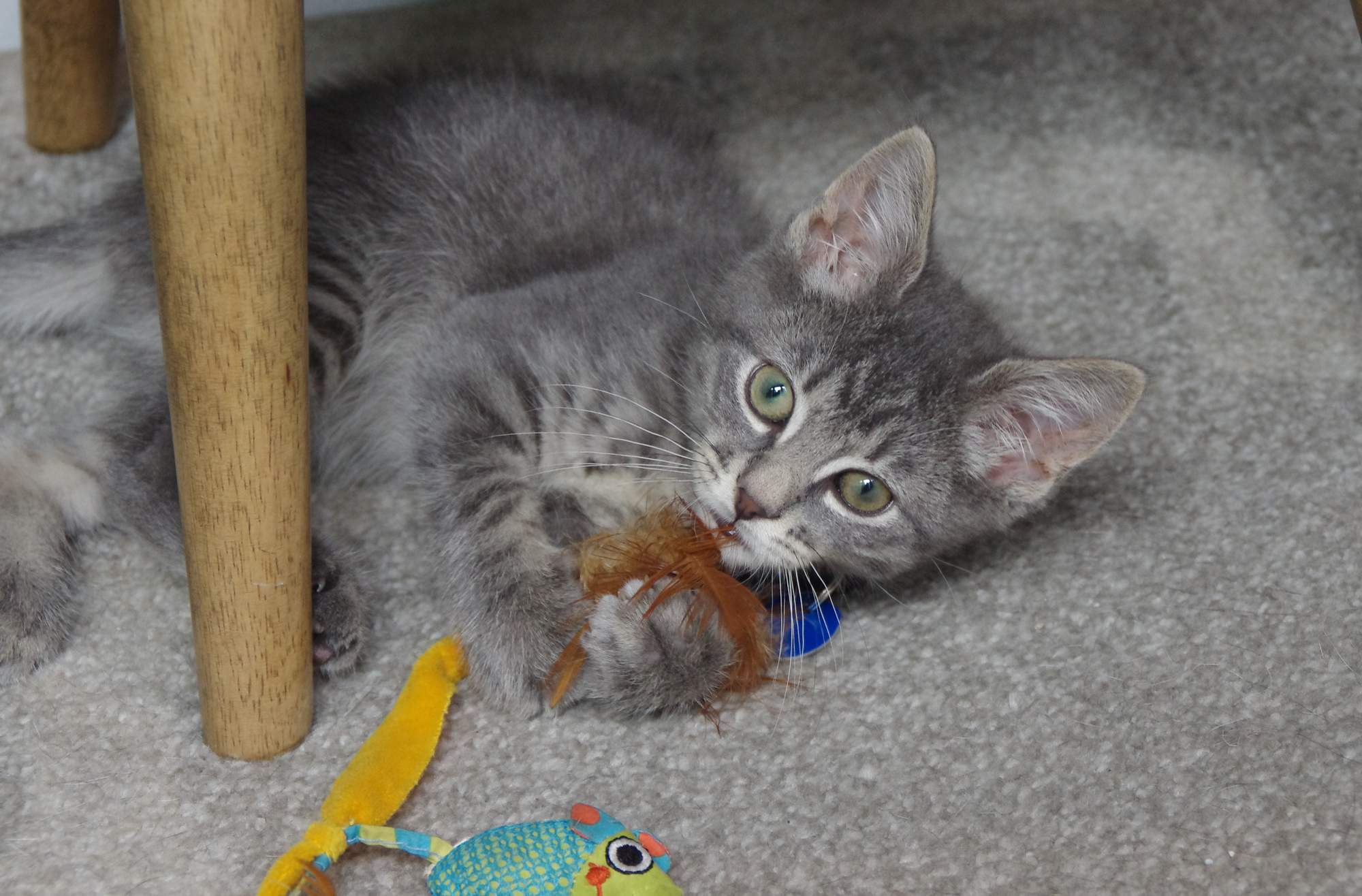 7 rád, na čo si dávať pozor, keď idete k chovateľovi pre mačiatko