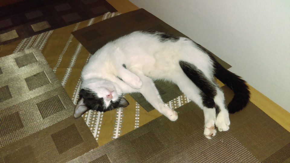 7 rád, ako si vybrať veterinára