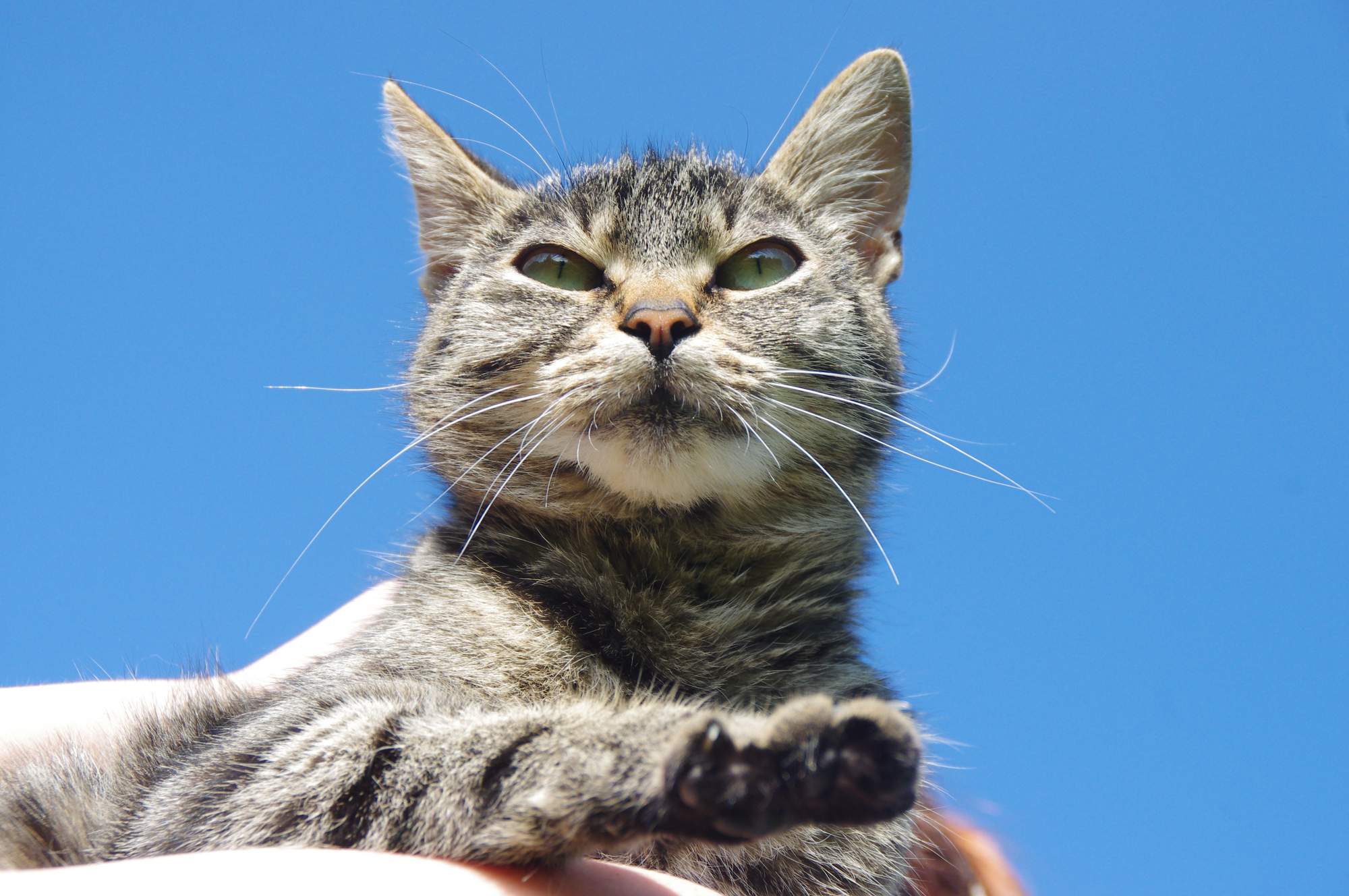 Svetový deň boja proti besnote