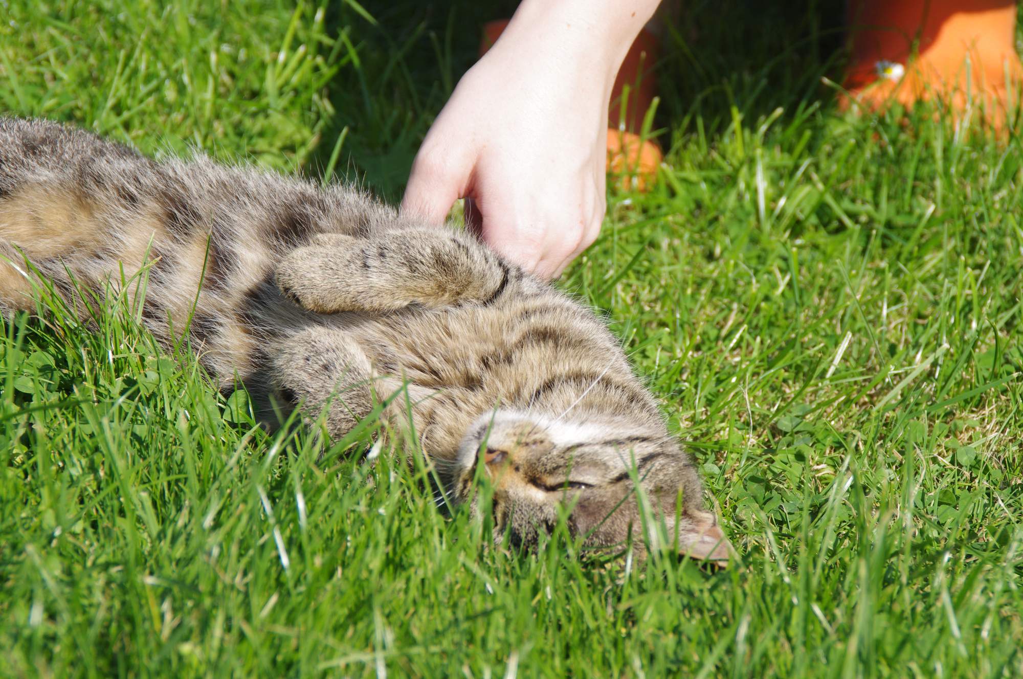 Príchylnosť k majiteľovi