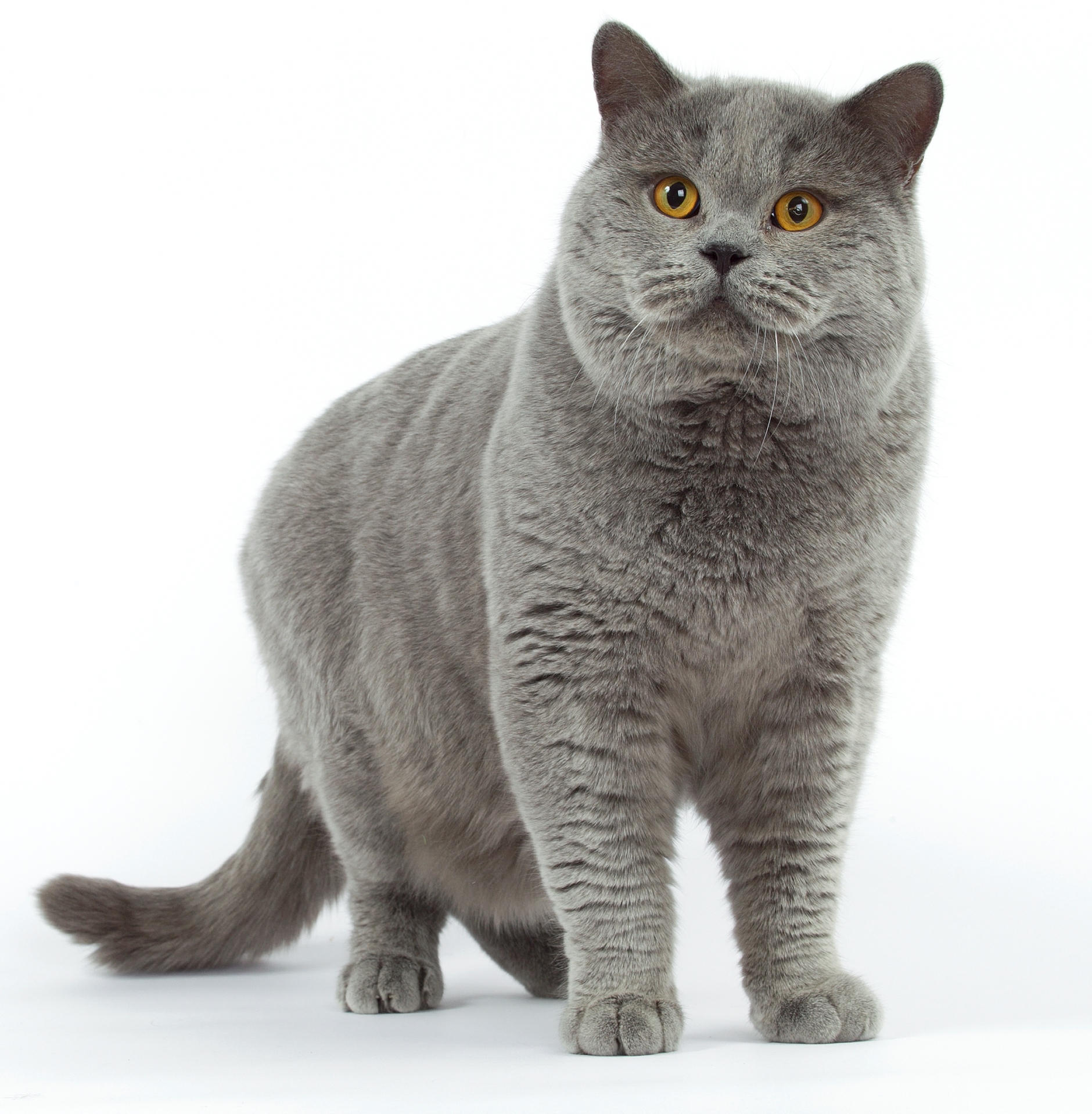 5 obľúbených mačacích plemien