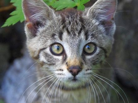 Charitatívne zbierka pre psov a mačky z útulkov