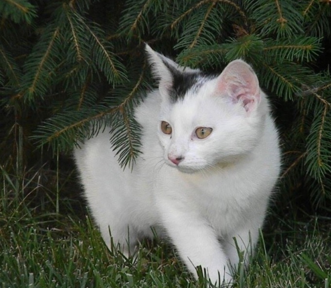 Adventný montážne výstava mačiek v Prahe