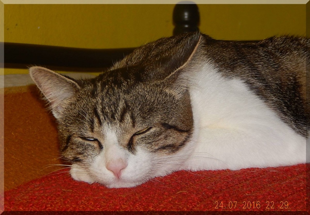 Opustené zvieratá sa radujú zo 45,3 ton darovaných granúl