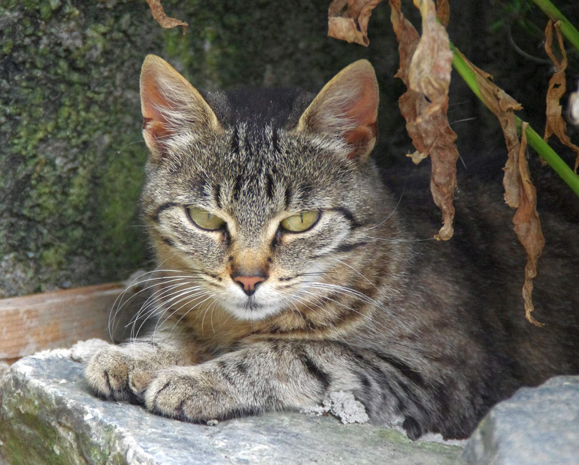 Útulky sa po hlučných silvestrovských oslavách plní zvieratami