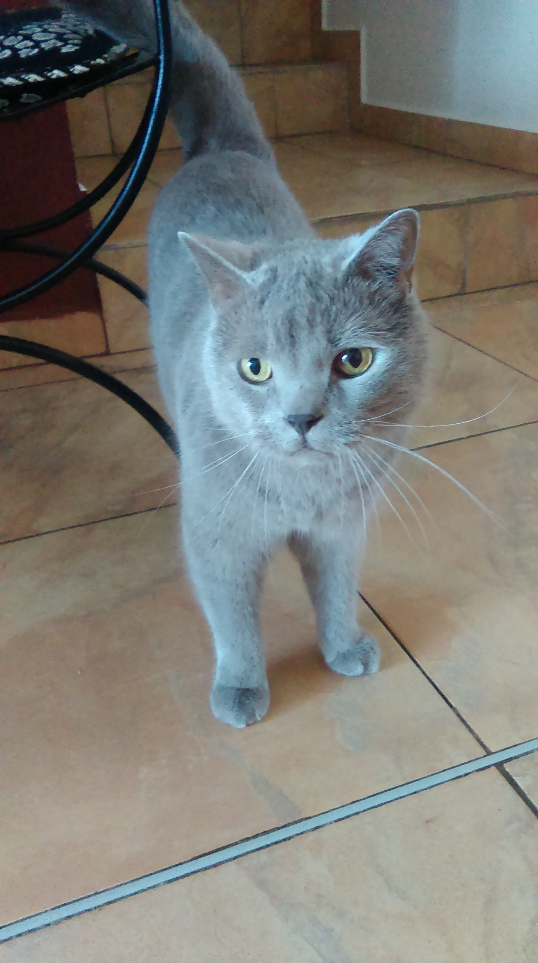 10 novoročných predsavzatí pre majiteľov zvierat