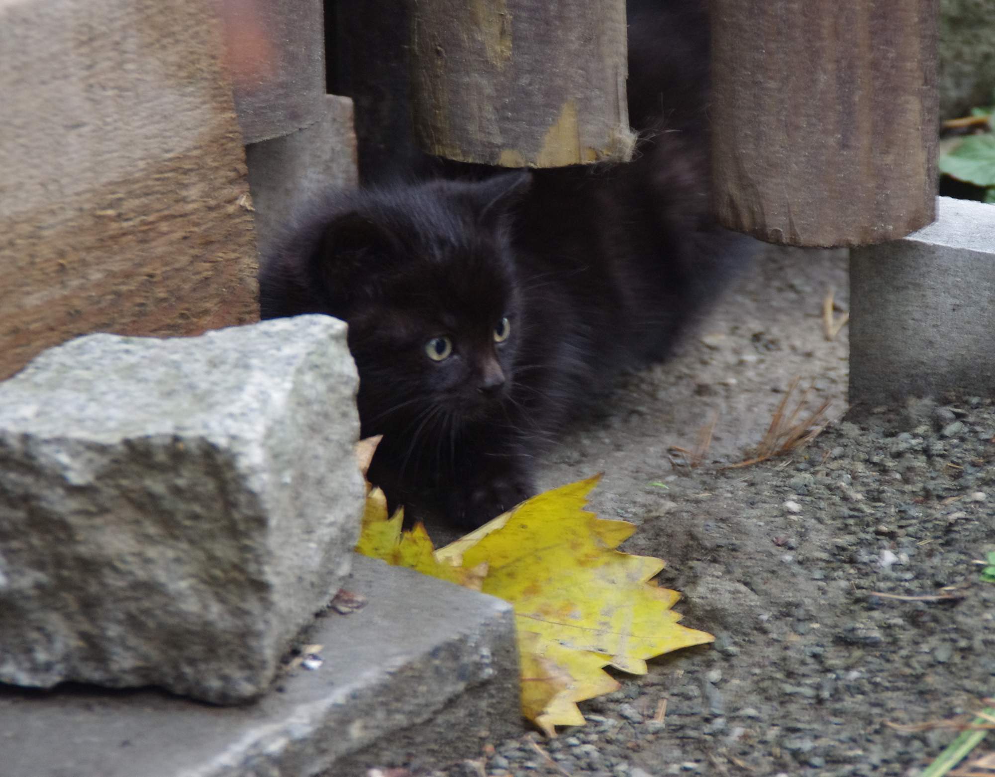 Pozvánka: 4. Umiestňovacia výstava mačiek 8. 1. 2017, Toulcův Dvůr Praha Hostivař