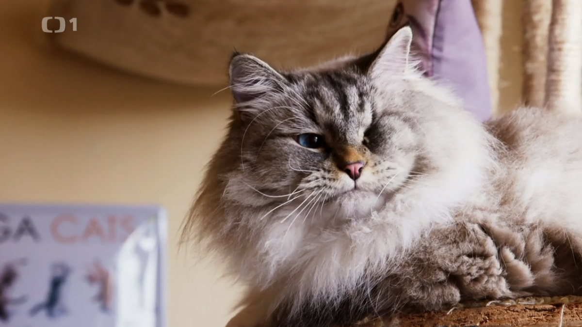 Tip na televízny program: Mačka nie je pes