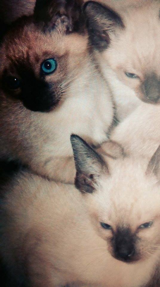 Poistný podvod s umrzlými siamskými mačiatkami nevyšiel