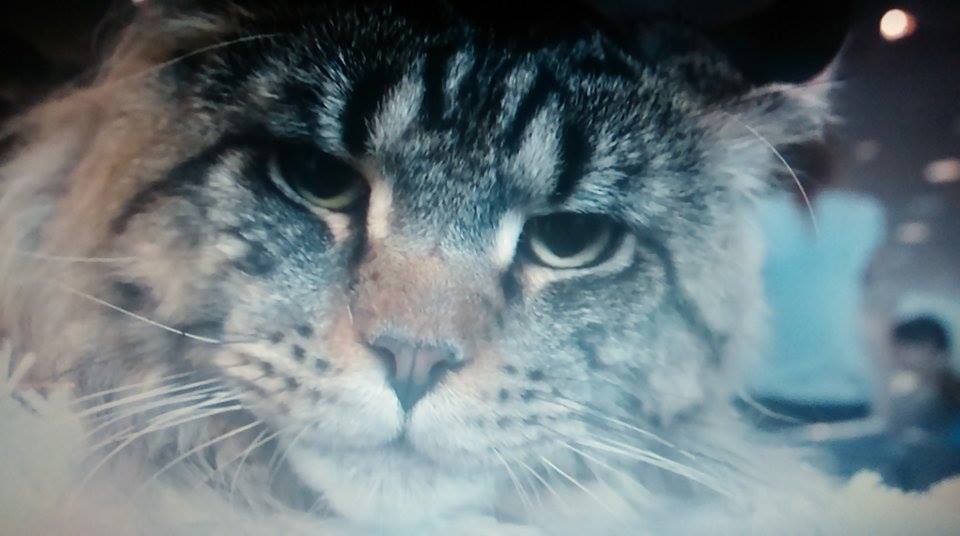 Pozvánka: Star Show Diplomat Praha 2017