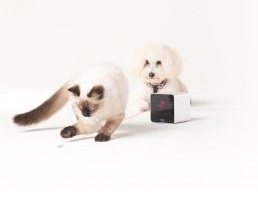 Technologická vychytávka: Pozrite sa, čo robí váš domáci maznáčik, keď nie ste doma