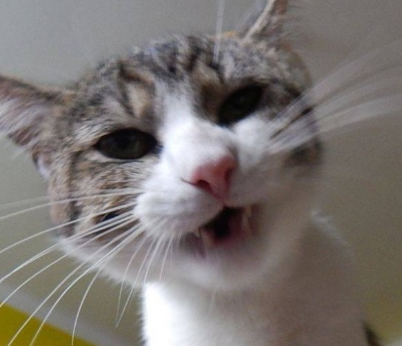 Pozvánka: 3. jarné umiestňovacej výstava mačiek