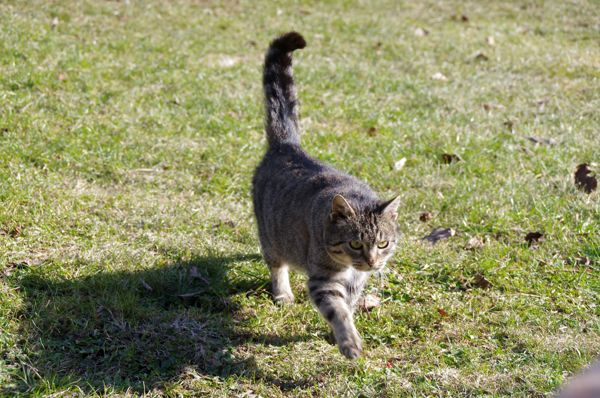Technologická vychytávka, vďaka ktorej ľahko nájdete zatúlané zviera
