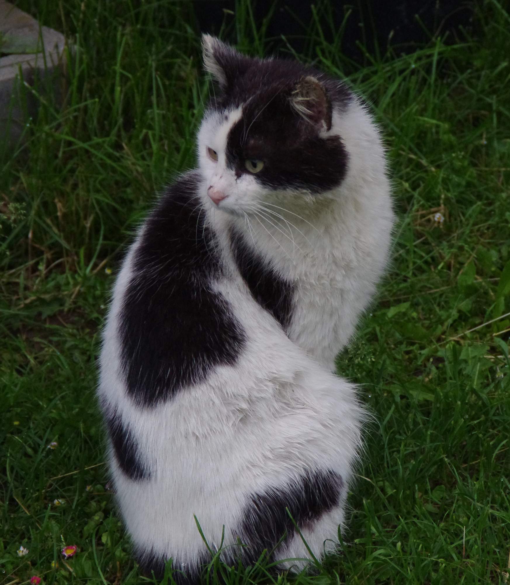 Pozvánka na umiestňovacej výstavu mačiek 22. apríla v Prahe