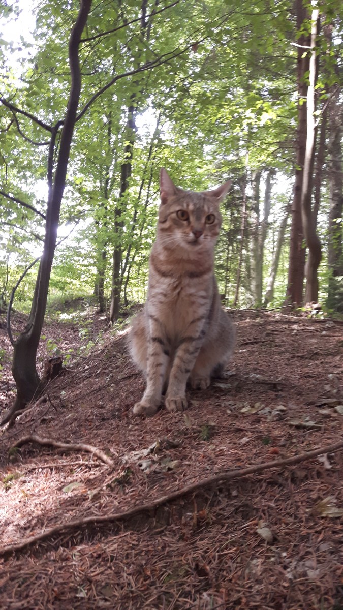 Prieskum medzi chovateľmi na tému antiparazitiká