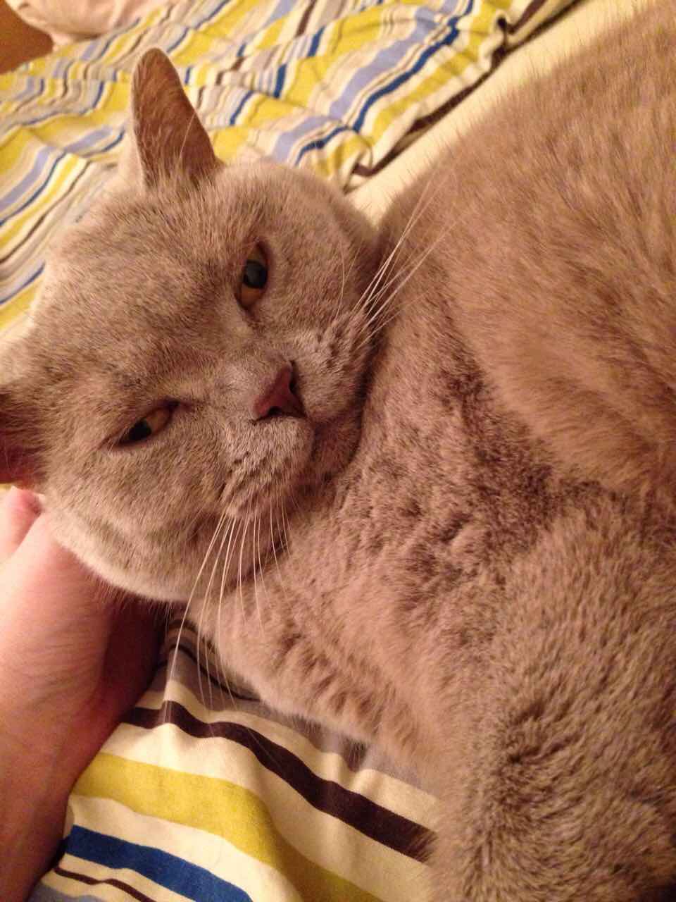 10 vecí, na ktoré sa pripraviť, než si zaobstaráte mačku