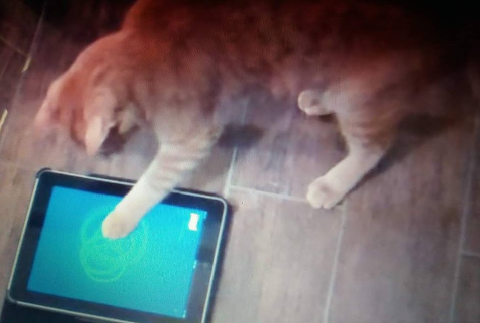 5 aplikácií pre mačky