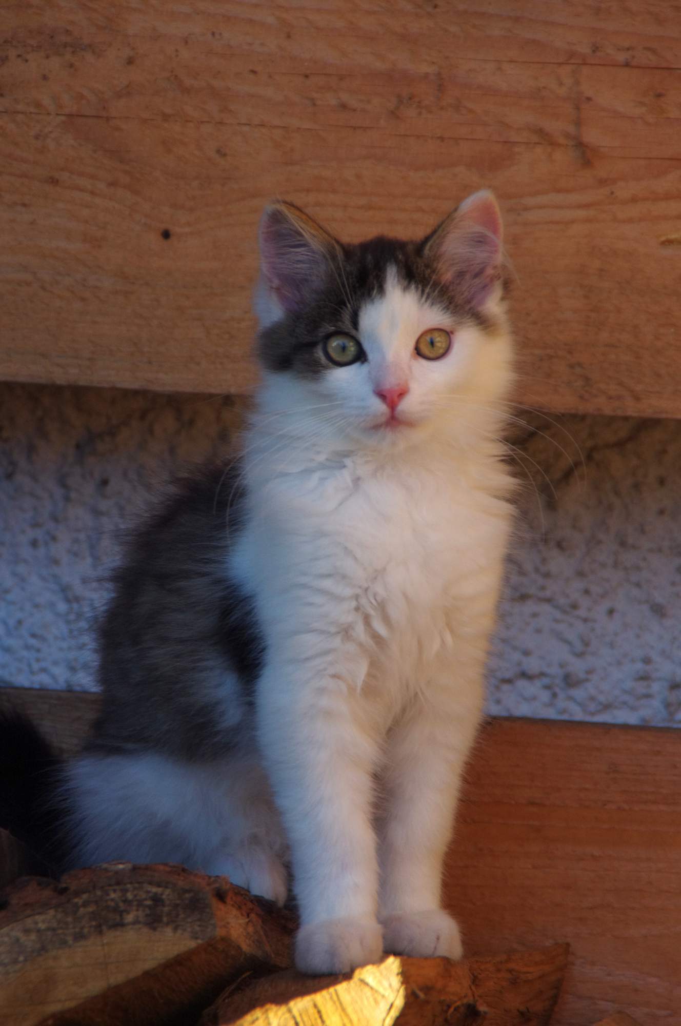 Blcha pod drobnohľadom