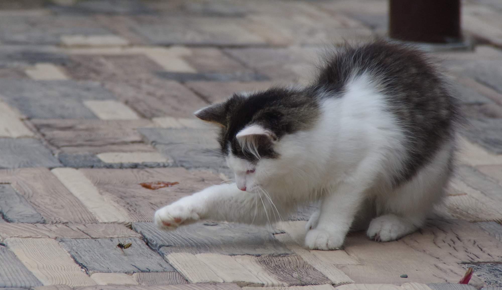 mačky prieskumníci