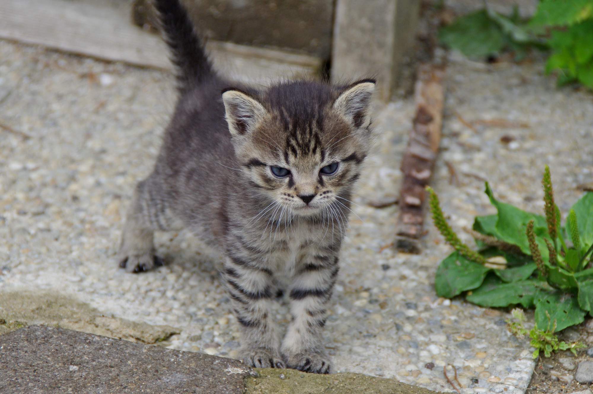 Svetový deň boja proti besnote