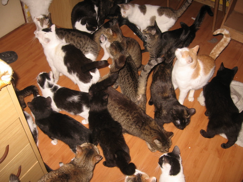 Predstavenie útulku - Šonovské depozitum, z.s.