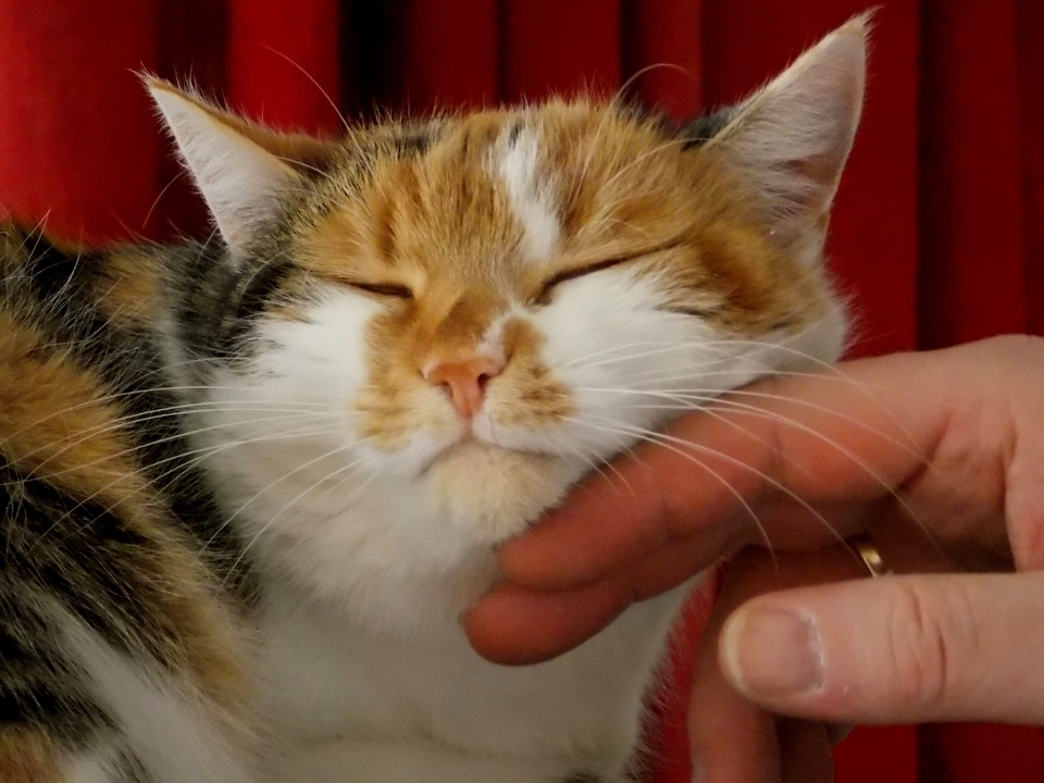 Syndróm petting and Biting