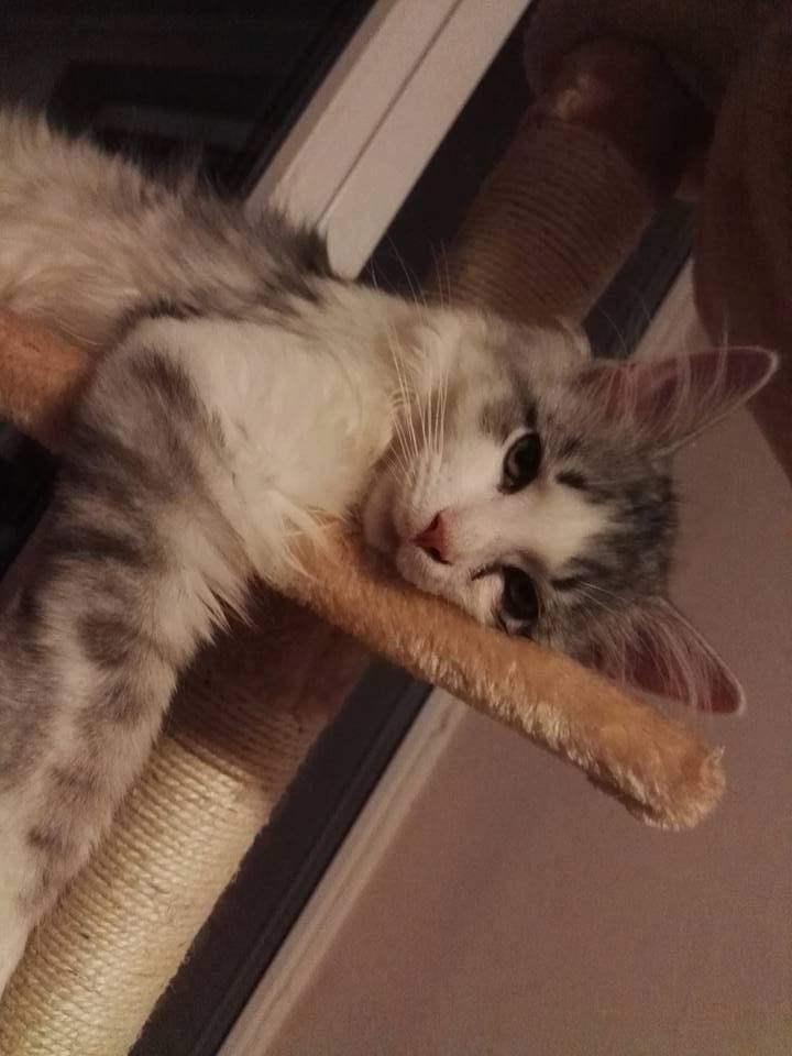 Predstavenie spolku Cat World z.s.