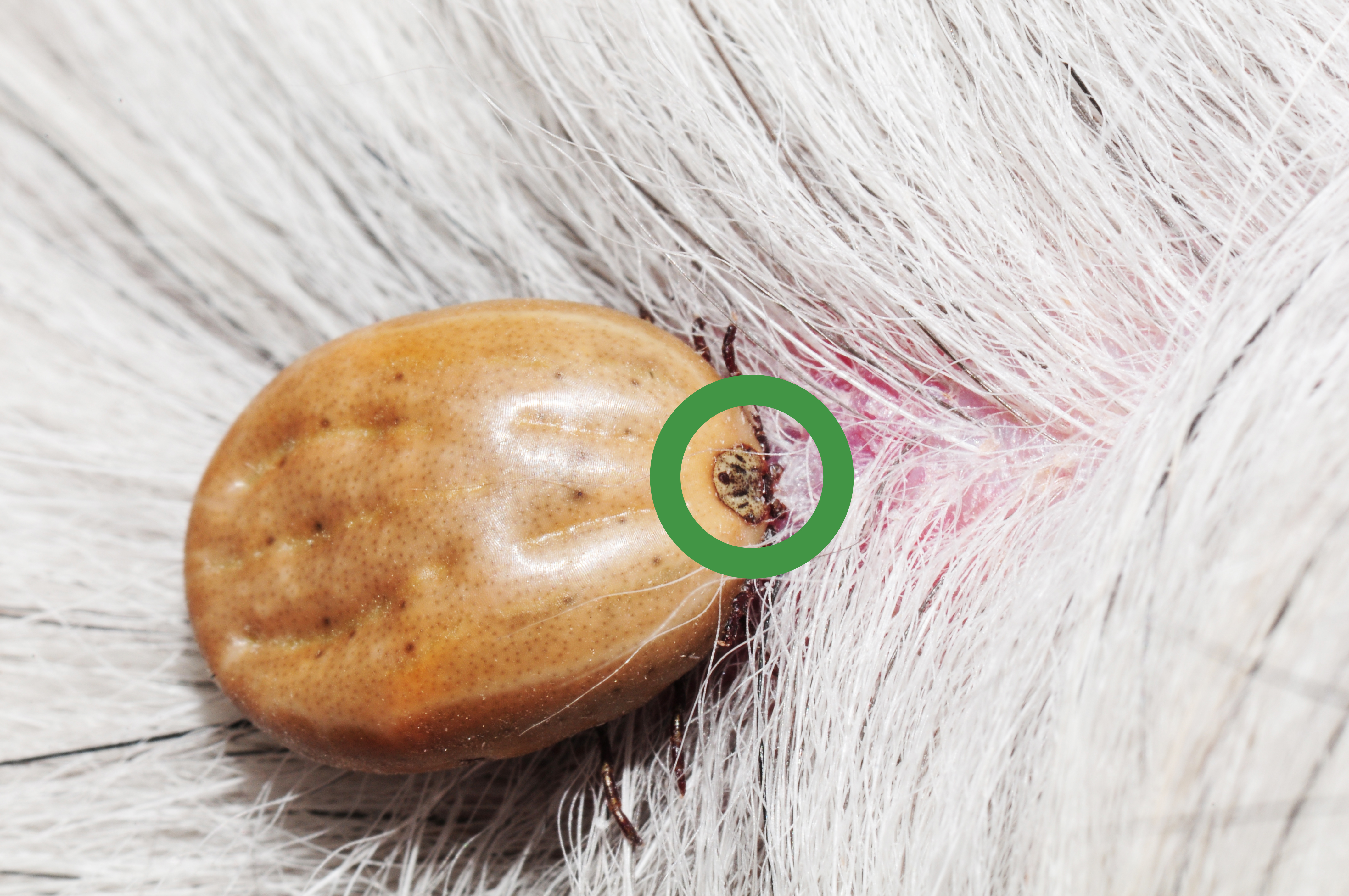 Zapojte sa do projektu Nájdi pijana