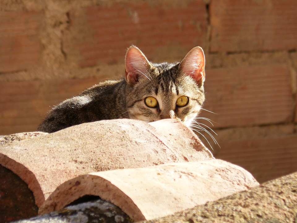 7 rád, čo robiť, keď sa vám stratí mačka