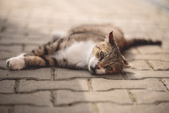 Kampaň "Pomôžte naplniť misky v útulkoch" oslavuje 10 rokov